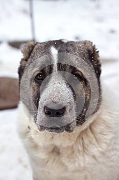 Portrait of Central Asian Shepherd