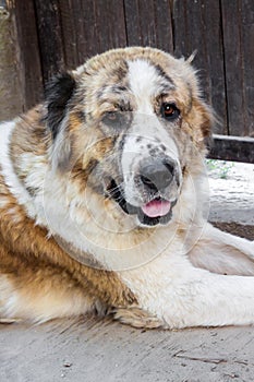 Portrait of Central Asian Shepherd Alabai