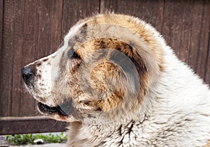 Portrait of Central Asian Shepherd Alabai. Side view