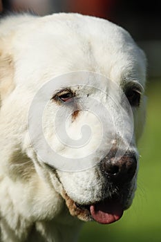 Portrait of Central Asian Shepherd Dog