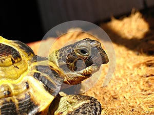 Portrait of a Central Asian tortoise (Agrionemys horsfieldii)
