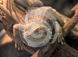 Portrait of central bearded dragon
