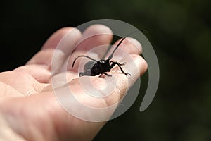 Portrait of the cerambice on a hand