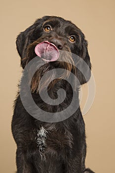 Portrait of a Cesky Fousek dog licking its mouth on a sand colored background photo