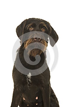 Portrait of a Cesky Fousek dog looking at the camera on a white background