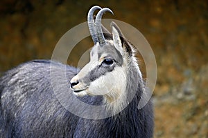 Portrait of a chamois. Looks to the left