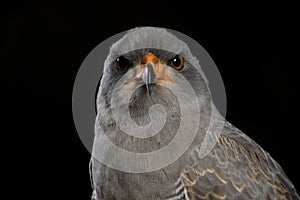 Portrait of a Chanting Goshawk