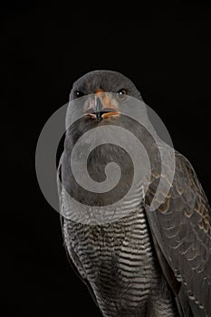 Portrait of a Chanting Goshawk