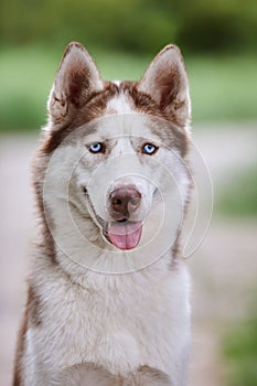 Portrait of a charismatic red Siberian husky on a background of