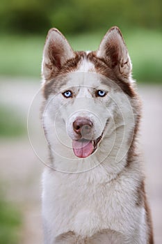 Portrait of a charismatic red Siberian husky on a background of green grass