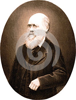 Portrait of Charles Darwin - copper engraving