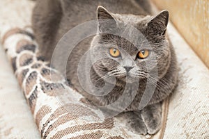 Portrait of a charming cat on the carpet, beautiful cat face looking at us