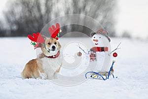 Portrait of a charming corgi dog carries a snowman on a sleigh in a winter park