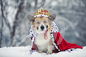 portrait of a charming corgi dog in a royal crown and a red robe sitting in a winter park in the snow