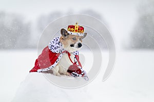 Portrait of a charming corgi dog in a royal crown and a red robe sitting in a winter park in the snow