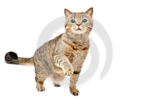 Portrait of charming curious cat Scottish Straight standing with raised paw