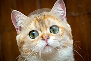 Portrait of charming Golden British young cat`s muzzle with green eyes