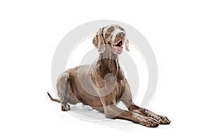 Portrait of charming silver color Weimaraner dog posing isolated over white background. Concept of beauty, art, animal
