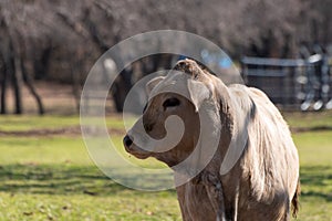 Portrait of Charolais calf with its head turned to the side