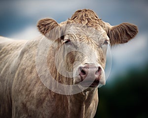 Portrait of Charolais Cow photo