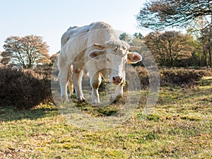 Portrait of Charolais cow walking in nature, Netherlands