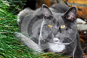 Portrait Chartreux cat