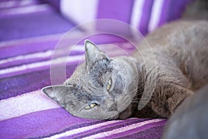portrait of a chartreux relaxed cat