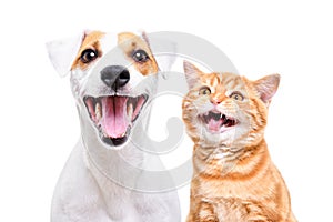 Portrait of cheerful dog jack russell terrier and meowing kitten scottish straight