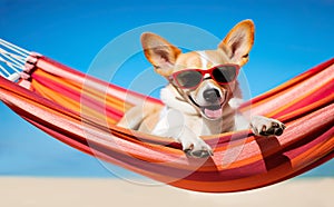 Portrait of a cheerful dog wearing sunglasses while lounging in a hammock