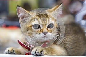 Portrait of cheerful joyful kitten breed Scottish ticked gold with a collar. Selective focus.