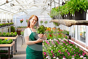 Portrait of a cheerful working woman in a nursery - Greenhouse w