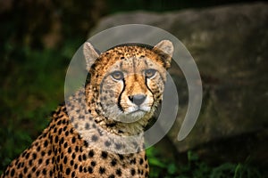 The portrait of Cheetah