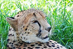 Portrait of cheetah