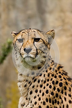 Portrait of cheetah Acinonyx jubatus