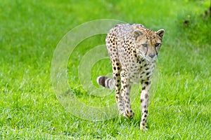 Portrait cheetah (Acinonyx jubatus)