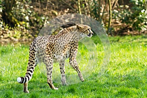 Portrait cheetah (Acinonyx jubatus)