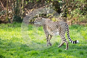 Portrait cheetah (Acinonyx jubatus)