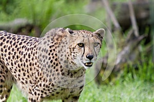 Portrait cheetah (Acinonyx jubatus)