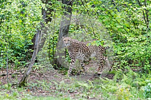 Portrait cheetah (Acinonyx jubatus)