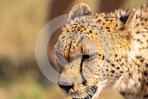 Portrait of Cheetah or Acinonyx jubatus, looking to left. Beautiful solid black spotted coat