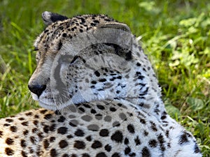 Portrait of a Cheetah, Acinonyx jubatus, lying on green grass