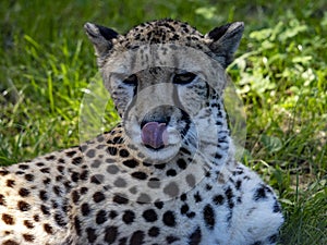 Portrait of a Cheetah, Acinonyx jubatus, lying on green grass