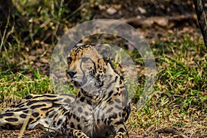 Portrait of a Cheetah - acinonyx jubatus in savannah in South Africa game reserve