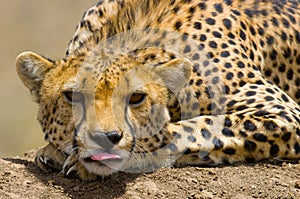 Portrait of a cheetah. Close-up. Kenya. Tanzania. Africa. National Park. Serengeti. Maasai Mara.