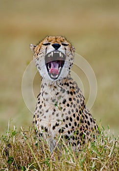 Portrait of a cheetah. Close-up. Kenya. Tanzania. Africa. National Park. Serengeti. Maasai Mara.