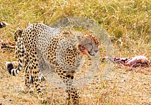 Portrait of a cheetah close-up. Masai Mara. Kenya, Africa