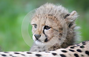 Portrait Cheetah cub