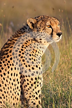 Portrait of a cheetah in golden afternoon light