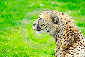 Portrait of a cheetah on a green meadow. Acinonyx jubatus, closeup shot