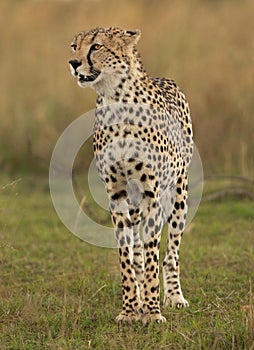 Portrait of a Cheetah, Masai Mara